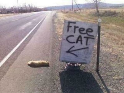 free cat.jpg